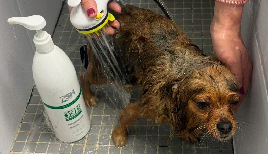 Productos para mejorar el pelo y la piel de los perros