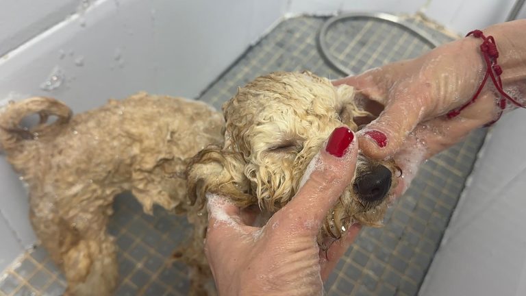 ¿Qué champú es bueno para bañar a los perros?