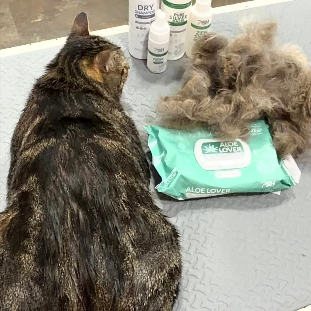 CAIDA DE PELO (2)