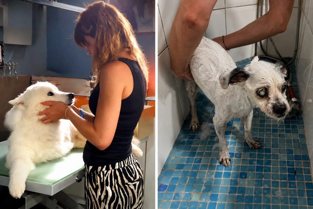 peluqueria-mascotas-mayores-edad